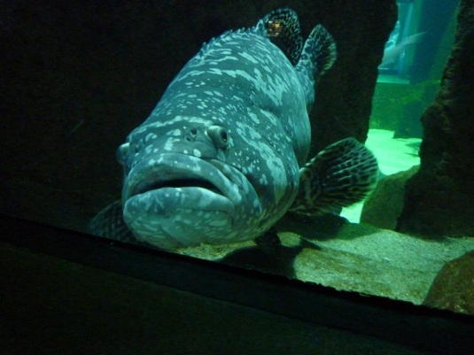 Aquarium9